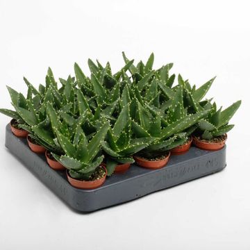 Aloe perfoliata