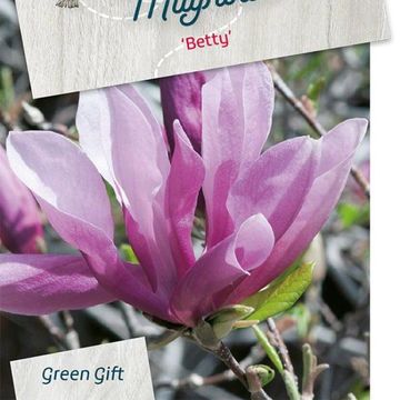Magnolia 'Betty'