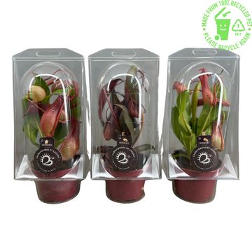 Nepenthes MIX