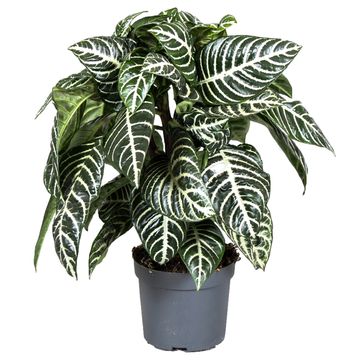 Aphelandra squarrosa