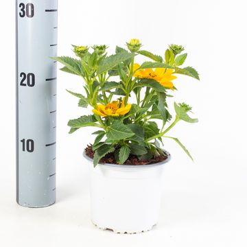 Heliopsis 'Piccolo Sole'