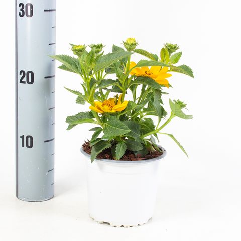 Heliopsis 'Piccolo Sole'