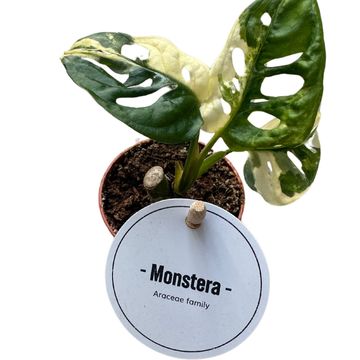 Monstera adansonii 'Variegata'