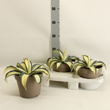 Agave americana 'Mediopicta Aurea'