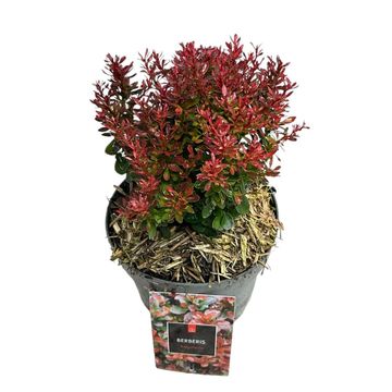 Berberis thunbergii 'Bagatelle'