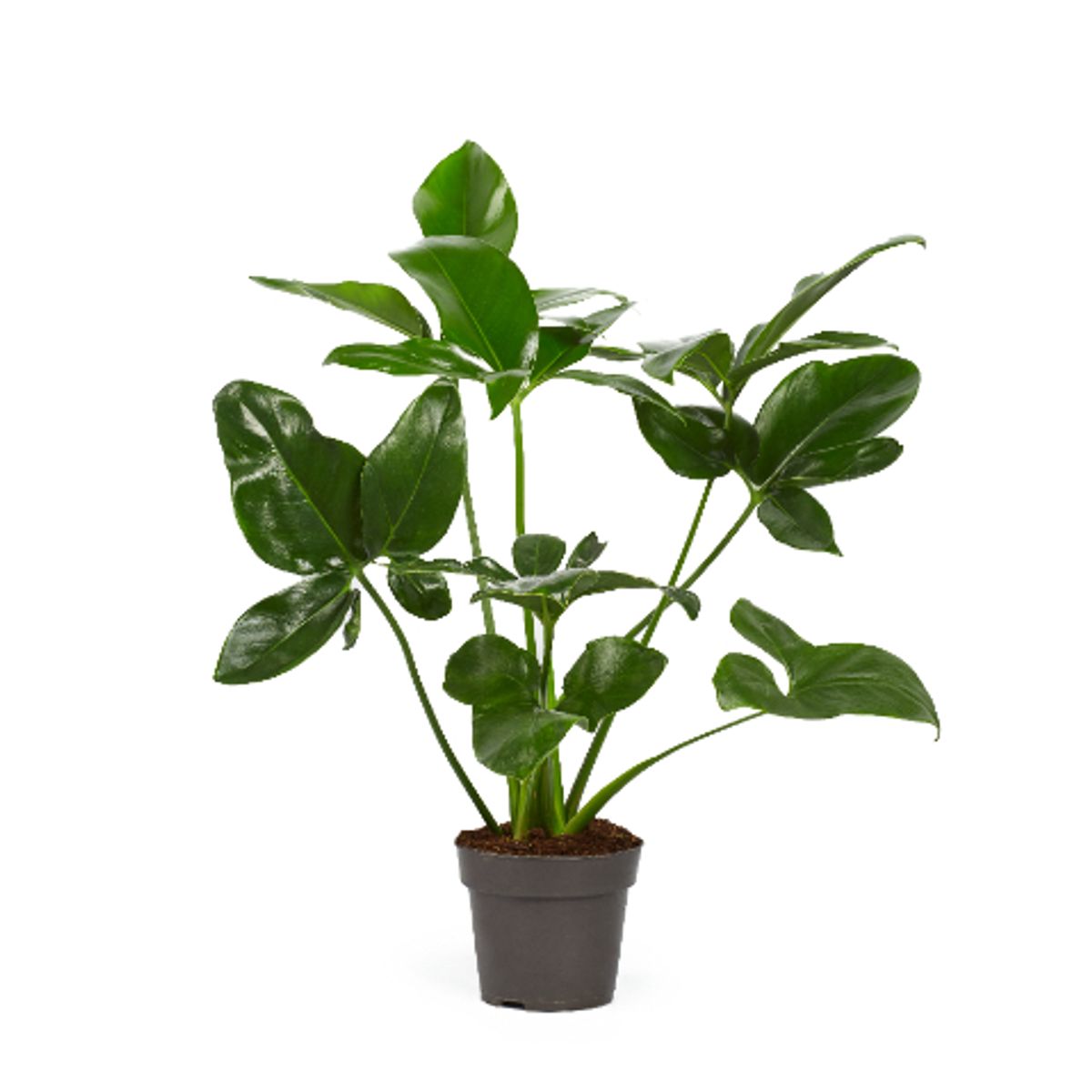 Philodendron 'Fun Bun' — Plant Wholesale FlorAccess