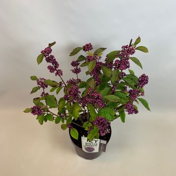 Callicarpa bodinieri 'Profusion'