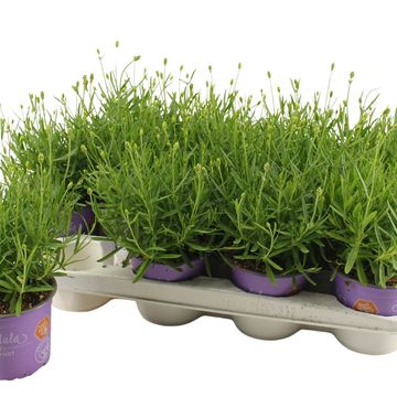 Lavandula angustifolia 'Essence Purple'