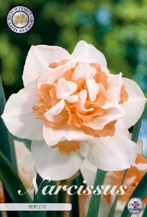 Нарцисс 'Replete'