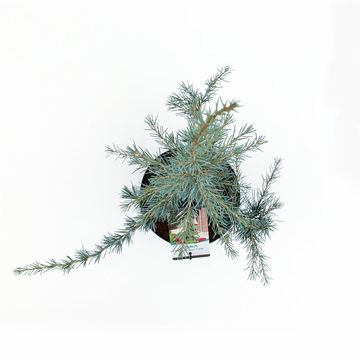 Cedrus deodara 'Karl Fuchs'