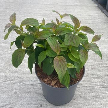 Cornus sericea 'Kelseyi'