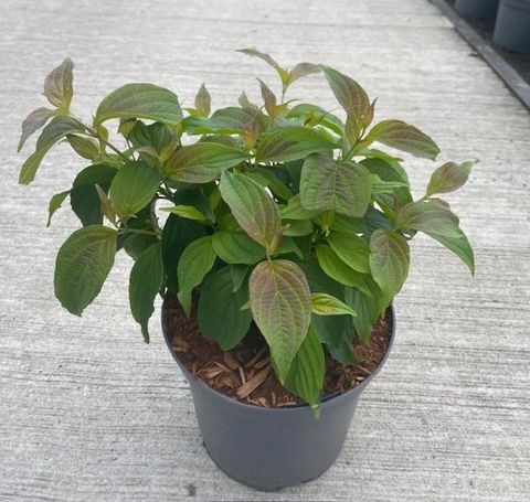 Cornus sericea 'Kelseyi'