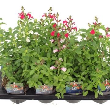 Salvia greggii MIX