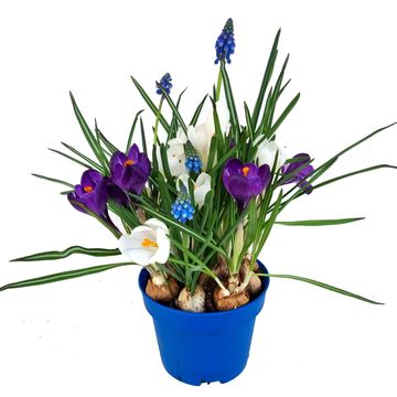 Bulbi in vaso MIX IN POT