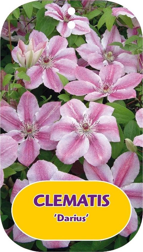 Clematis 'Darius' (EL)