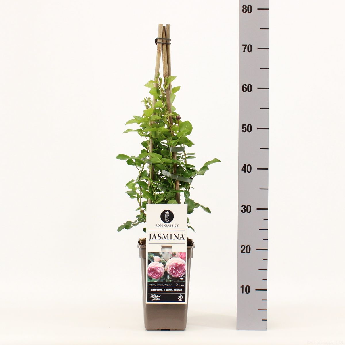 Rosa JASMINA — Рослини оптом FlorAccess