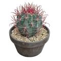 Ferocactus gracilis