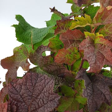 Hydrangea quercifolia 'Ruby Slippers'