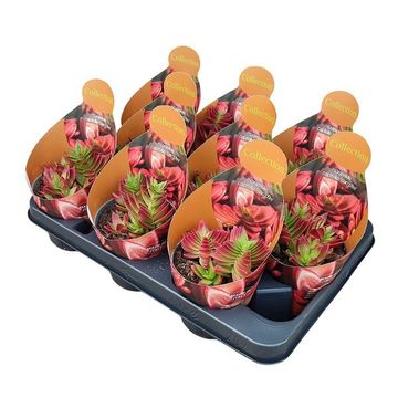 Crassula capitella 'Campfire'