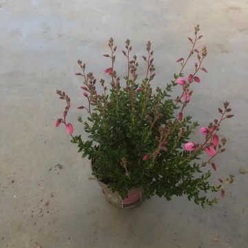 Daboecia cantabrica 'Irish Princess'