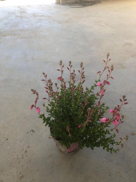 Daboecia cantabrica 'Irish Princess'