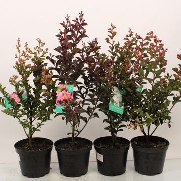 Lagerstroemia indica MIX