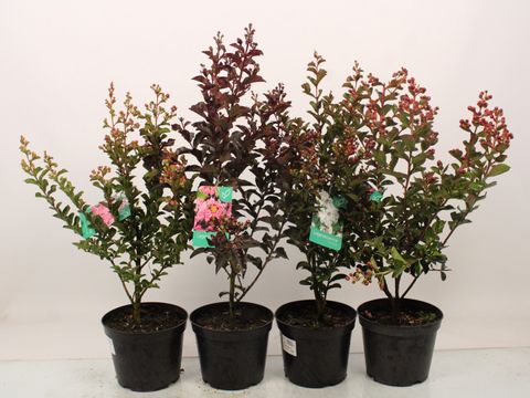 Lagerstroemia indica MIX