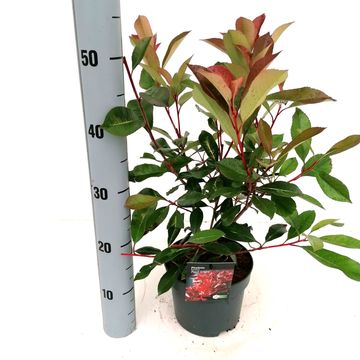 Photinia x fraseri RED LIGHT