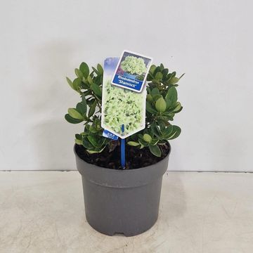 Rhododendron 'Shamrock'