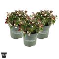 Gaultheria procumbens CIAO BELLA WHITE