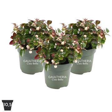 Gaultheria procumbens CIAO BELLA WHITE