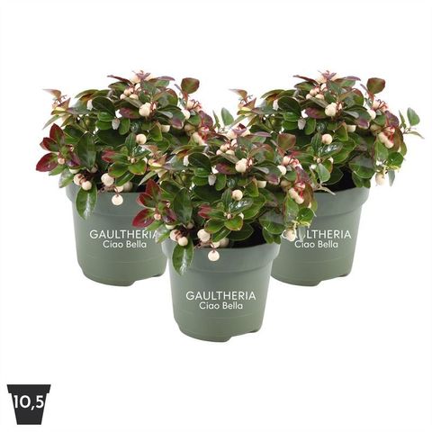 Gaultheria procumbens CIAO BELLA WHITE