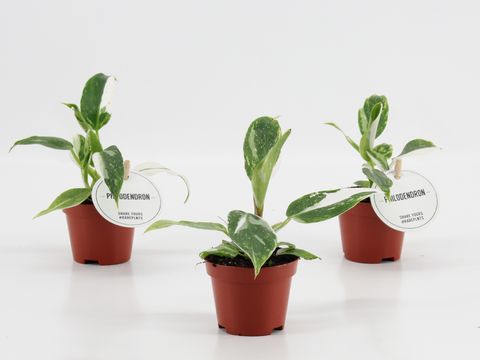 Philodendron 'White Princess'