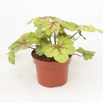 x Heucherella 'Alabama Sunrise'