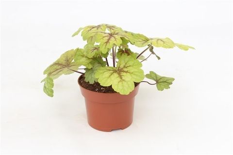 x Heucherella 'Alabama Sunrise'