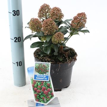 Skimmia japonica RUBESTA JOS