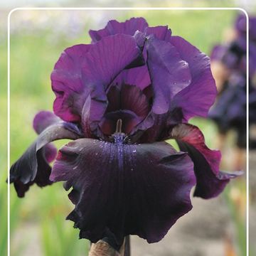 Iris 'Superstition'