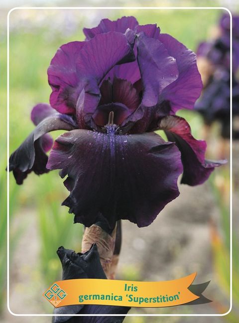 Iris 'Superstition'