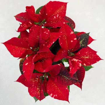 Euphorbia pulcherrima FANTASY STAR RED