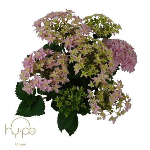 Hydrangea macrophylla 'Double Dutch Pink'