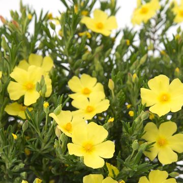 Halimium 'April Sun'