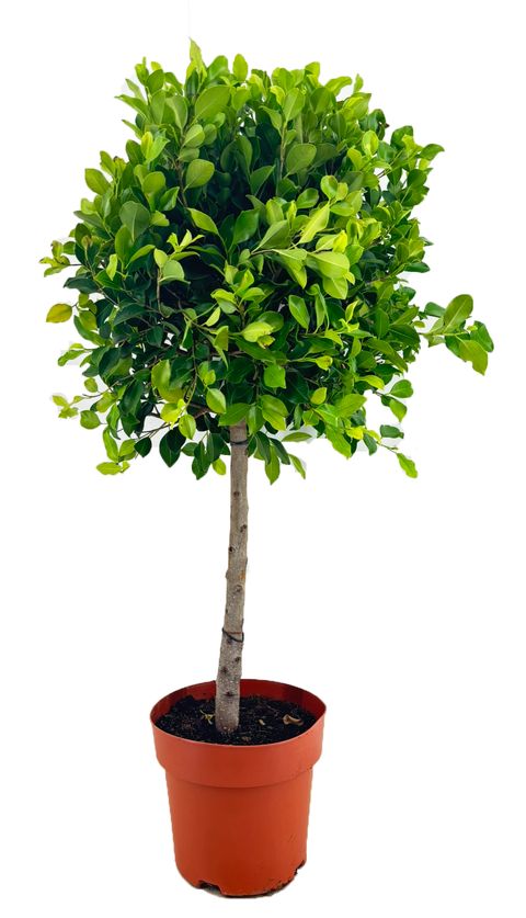 Ficus microcarpa 'Nitida'