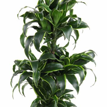 Dracaena fragrans 'Dorado'