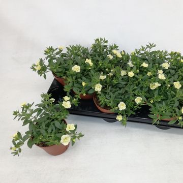 Calibrachoa MINIFAMOUS COMPACT DOUBLE YELLOW