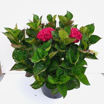 Hydrangea macrophylla 'Merveille Sanguinea'