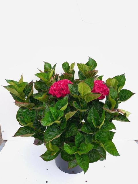 Hydrangea macrophylla 'Merveille Sanguinea'