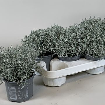 Leucophyta brownii 'Silvercalos'