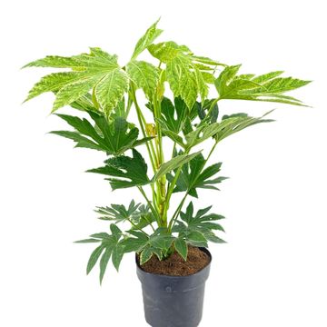 Fatsia japonica 'Spider's Web'