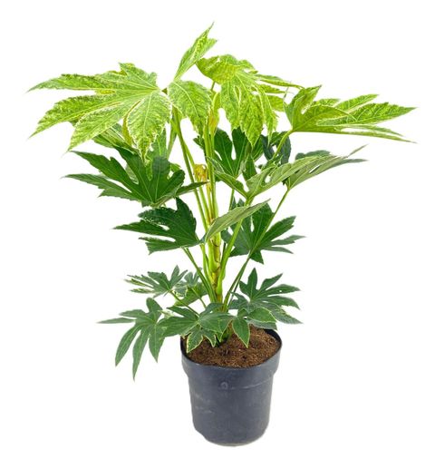 Fatsia japonica 'Spider's Web'