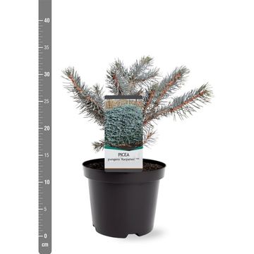 Picea pungens 'Karpaten'